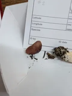 Russula salishensis thumbnail 4