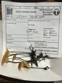 Xeromphalina campanelloides thumbnail 4