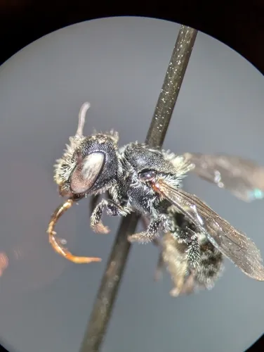 Cactus Mason Bee