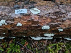 Delicate Spongepore thumbnail 2