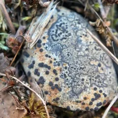 Orange Boulder Lichen thumbnail 1