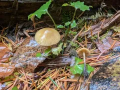 Brownlegged Bell thumbnail 4