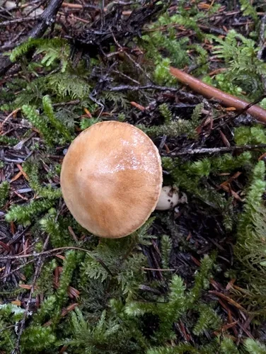Thaxterogaster pinophilus