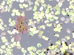 Mexican mosquito fern thumbnail 2