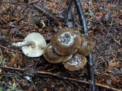 Lyophyllum semitale thumbnail 3