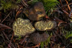 Pachyphlodes thysellii thumbnail 2