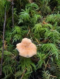 Hydnum melitosarx thumbnail 3