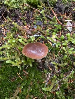Cortinarius neofurvolaesus thumbnail 3