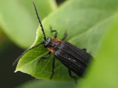 Eropterus trilineatus thumbnail 2
