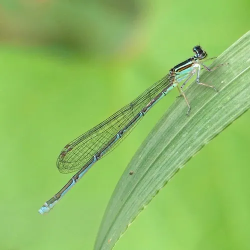 Stream Bluet