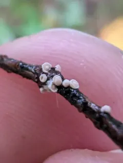 Corticium minnsiae thumbnail 3