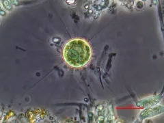 Golenkinia radiata thumbnail 2