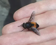 Hybomitra criddlei thumbnail 4