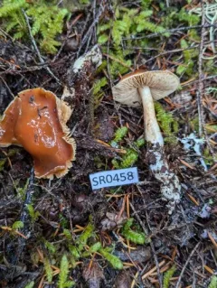 Thaxterogaster causticus thumbnail 4