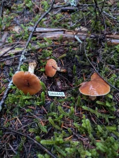 Cortinarius armeniacus thumbnail 4