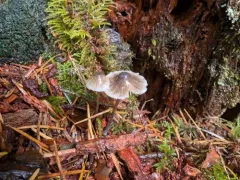 Mycena atroalboides thumbnail 3