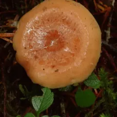Yellow-staining Milk Cap thumbnail 4