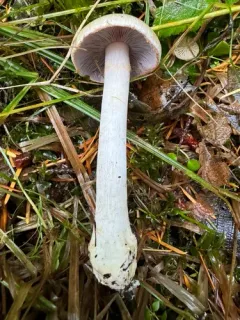 Phlegmacium albescens thumbnail 3