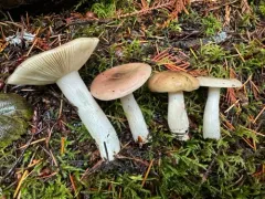 Russula salishensis thumbnail 3