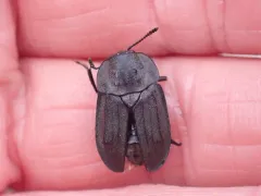 Spinach Carrion Beetle thumbnail 2