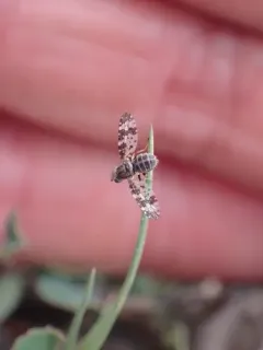Oxyna utahensis thumbnail 3
