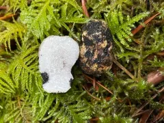Leucogaster citrinus thumbnail 4