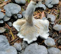 Little Blue Polypore thumbnail 4