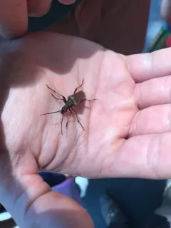 Stenocorus cylindricollis thumbnail 4