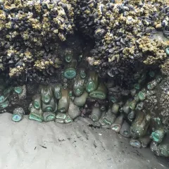Giant Green Anemone thumbnail 2
