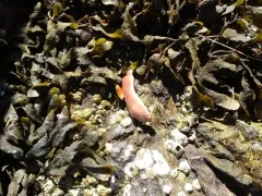 Cerebratulus marginatus thumbnail 4
