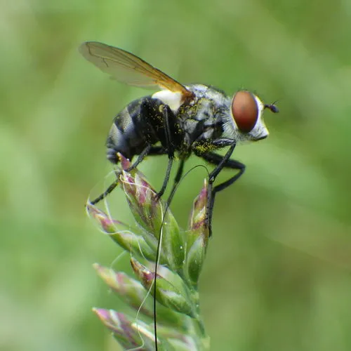 Gymnoclytia occidua