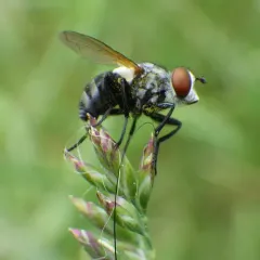 Gymnoclytia occidua thumbnail 1