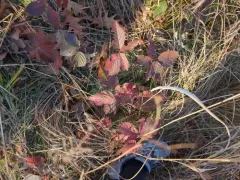 recurved blackberry thumbnail 4