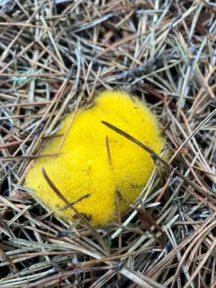 Golden Jack Mold thumbnail 2