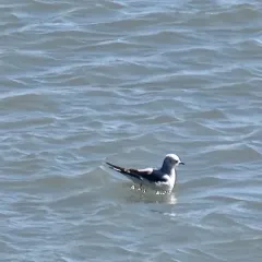 Ross's Gull thumbnail 4