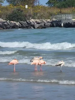 American Flamingo thumbnail 4