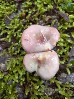 Russula phoenicea thumbnail 4