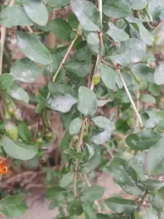 Arthrocladiella mougeotii thumbnail 4