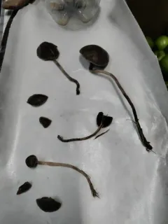 Panaeolus olivaceus thumbnail 4