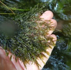 Streamside Leptodictyum Moss thumbnail 2
