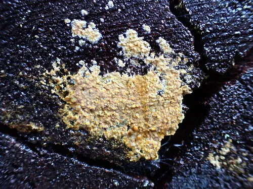 Crustoderma dryinum