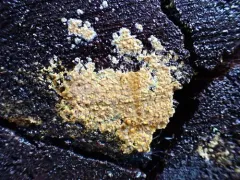 Crustoderma dryinum thumbnail 1