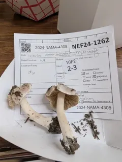 Inocybe albodiscoides thumbnail 4