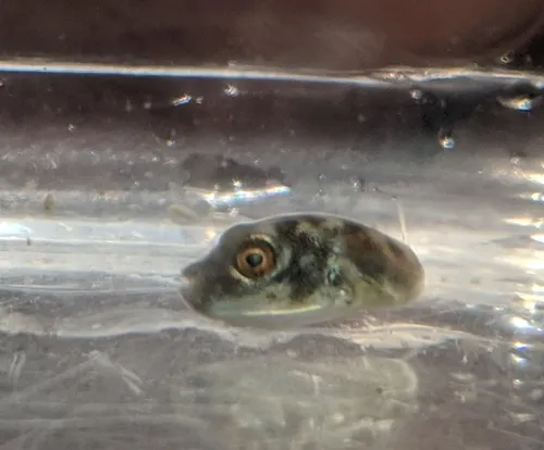 Northern Puffer