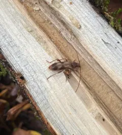 Hybodera tuberculata thumbnail 3