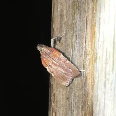 Boxwood Leaftier Moth thumbnail 2