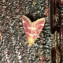 Raspberry Pyrausta Moth thumbnail 4