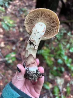 Phlegmacium superbum thumbnail 3