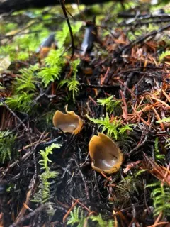 Otidea pseudoleporina thumbnail 2