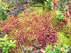 Northern Peatmoss thumbnail 1